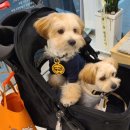 안젤라펫 이미지