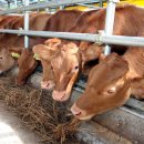 경하목장 이미지