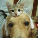 강아지와 고양이 이미지