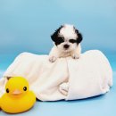 멍스타 김포강아지 분양 이미지