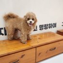 땅콩 애견유치원 이미지