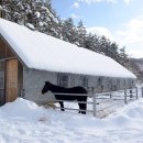 새하얀목장 이미지