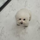 모모애견샵 이미지