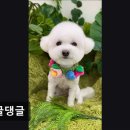 몽글댕글 네이버블로그