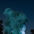 올리브나무 이미지