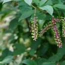 미국자리공Phytolacca americana L. 이미지