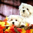 개와고양이 이미지