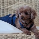 조광동물병원 이미지