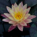 시암 판타지 하디 수련(Siam Fantasy Hardy Water Lily) 이미지