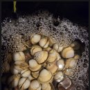 백합 | 갯벌체험 백합 동죽 채취 후기 펜션 고객 실제 경험 기록