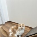 냥냥민박 이미지