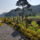 노란담장 이미지