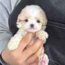 데일리독 이미지