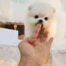 개냥이네 노원본점 | 노원강아지분양 개냥이네 사랑으로 치유