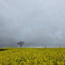 서광리-14 | 제주도 무료 유채꽃 명소 신화월드 신화가든 녹산로유채꽃도로 조랑말체험공원 승마체험 비오는날 유채...