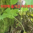 심목청과