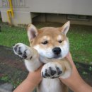 시코 Daum카페