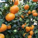 부자농장1 이미지