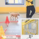 옐레드 애견유치원&애견호텔 대구신월성점 이미지