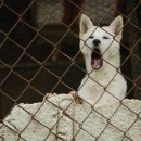 멍멍이컷 이미지