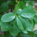 사철나무집 이미지