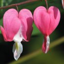 한국생약국 이미지