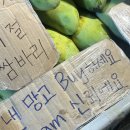 코타키나발루 마지막날 시티투어 현지가이드와 핑크모스트 블루모스크 반딧불투어까지! 현실후기ㅋㅋㅋ