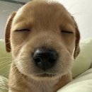 흠