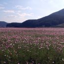 둔덕청마꽃들작은도서관 | 거제 가볼만한 곳 청마 꽃들 코스모스 정원 유치환 청마생가 청마기념관
