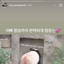 진짜 짧은 거 같은 아이바오 다리🐼 (feat. 다른나라 판다랑 비교) 이미지