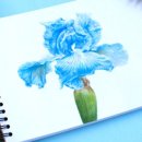 색연필 꽃그림, 보타니컬 아트 이미지