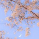 세라비 이미지