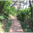 입화산참살이숲 이미지