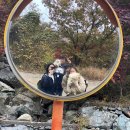 (주)호동공영 | 울산 가을명소 영남알프스 간월재 애견동반 등산(최단코스)