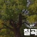 말하는은행나무 이미지