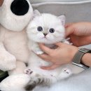 미유펫 강아지분양 고양이분양 김포점 이미지