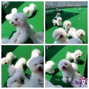 레이지포 이미지