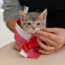 온천장고양이 이미지
