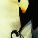펭귄 이미지