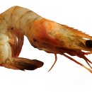 새우랑