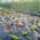 만춘농장 이미지