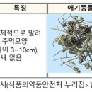 애기똥풀 이미지