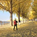 곡교천 은행나무길 이미지