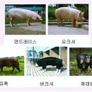 21세기축산 이미지