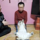 안충기 애견스쿨 이미지