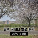 씨유평택부락산공원점 | 평택 국제대 벚꽃 개화상태 주차 포토존 부락산 둘레길 카페 프리퍼