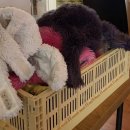 H 스튜디오 | [서울/신사 스튜디오] 45ID 신사점 🎞️ / ID:H 커플사진 • 폴라로이드 스튜디오 • 워크인 후기 • 내돈내산