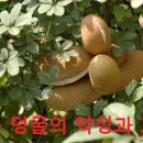 으름덩굴의 약성과 효능 이미지