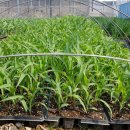 골말농장 이미지