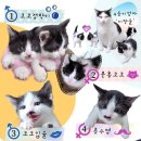 함께냥 평택점 이미지